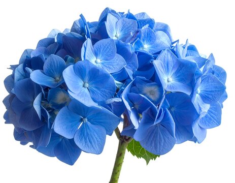 A vibrant blue hydrangea flower on a white background