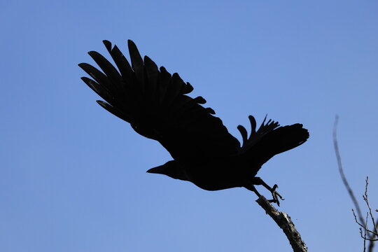 A Crow taking flight from a branch, Silhouette