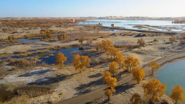 Aerial View of Water Populus Forest at Tata Secret Land, Luobu Lake, Yuli, Xinjiang, China
