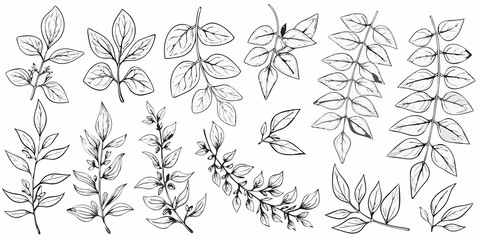 Botanical illustration of various herb and plant leaf arrangements © Tapan