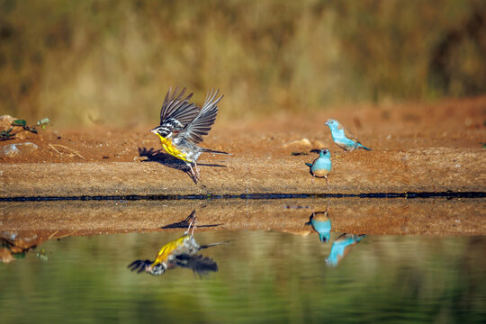 African Golden breasted Bunting and two blue breasted cordonbleu along waterhole with reflection in Greater Kruger National park, South Africa ; Specie Fringillaria flaviventris family of Emberizidae