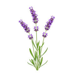 Fototapeta premium A cluster of vibrant purple lavender flowers with green stems and leaves. isolated on transparent background