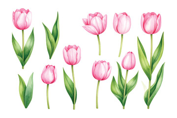 Fototapeta premium Pink and white tulips bouquet isolated on a clean white background showing fresh spring flowers and natural beauty