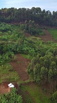 Vertical aerial drone shot of rural housing and terraced hillside farming with banana plantations and smallholder agriculture in southwestern Uganda near Bwindi region.