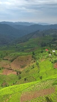 Tea fields of Camellia sinensis covering steep hillsides in Kanungu District Western Region Uganda with Bwindi Impenetrable Forest mountains forming the background landscape, vertical aerial drone wid