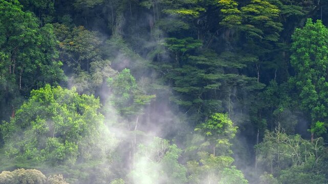 Moist vapor rises through dense tropical canopy in Bwindi Impenetrable National Park as morning warmth triggers evapotranspiration above the forest, telephoto shot