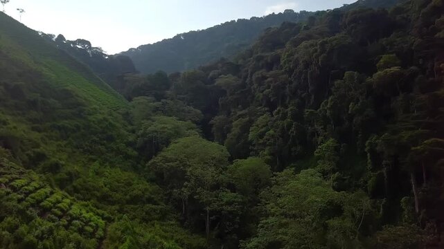 Slow drone glide above steep valley covered by dense Afromontane rainforest in Bwindi Impenetrable National Park, Kanungu District, southwestern Uganda.