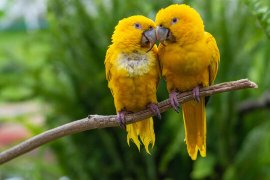 A pair of golden parakeets sitting on a branch at Kuimba Shiri Bird Park