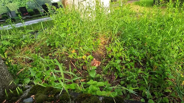Hamster in burrow hole pauses, then exits and scurries off frame through tall grass and weeds in a natural outdoor habitat. Ideal for wildlife, behavior, and nature themes.
