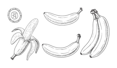 Hand drawn of peeled and whole bananas and a banana slice fruit food © Ali