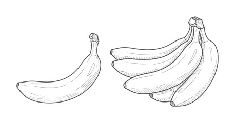 Hand drawn of single banana and bunch of bananas fruit line © Ali
