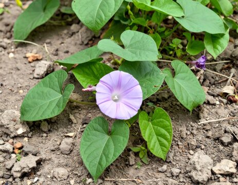 Field bindweed plant growing on dry soil