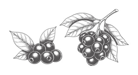 Two clusters of dark berries with leaves in a vintage style berry fruit leaf © Ali