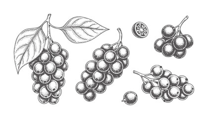 Vintage botanical of dark berries and leaves berry fruit leaf branch © Ali