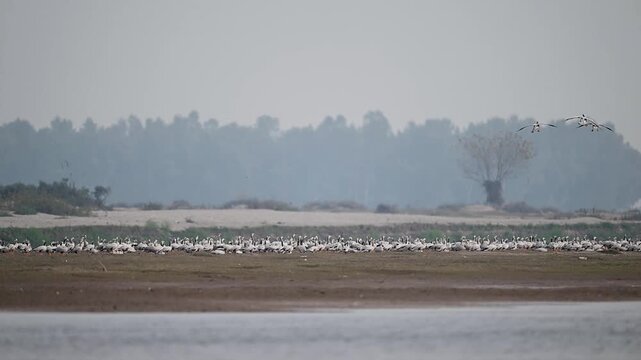 Bar headed goose flock approaches river showing coordinated wingbeats balanced formation graceful descent splashing touchdown and synchronized movement