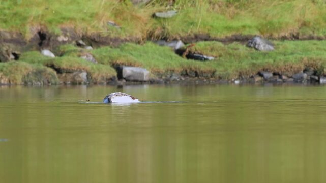 Young Common Shelduck Tadorna tadorna foraging in Northern Norway