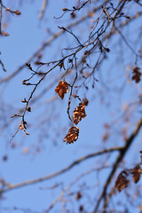 Oriental hornbeam branches with buds and seeds against blue sky - Latin name - Carpinus orientalis