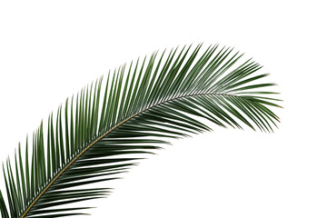 Obraz premium Green palm frond creating tropical summer and holiday vibes isolated on transparent background