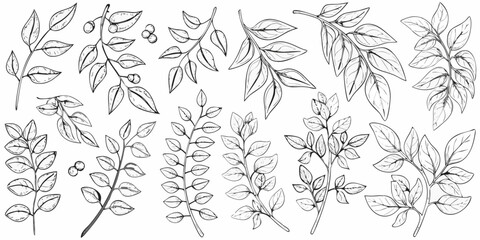 Delicate botanical illustration of various sketched leaf and branch arrangements