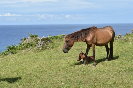 与那国島の親子馬