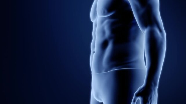Burn belly fat, lose weight, man fitness and body shaping by fat cell burning, well-defined muscle lines, obese people become slimmer and healthy, body management, 3d Holographic image. Alpha channel.