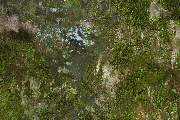 Natural texture of green moss and lichen growing on a decaying wooden structure