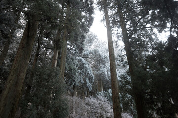 Dense coniferous forest covered in heavy hoarfrost under an overcast winter sky © Bob
