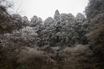Dense coniferous forest covered in heavy hoarfrost under an overcast winter sky © Bob