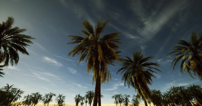 tall palms beneath sweeping cirrus clouds at dusk, cinematic silhouettes and cool tones, versatile visual for nighttime travel and ambient branding