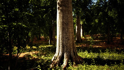 A grand tree stands tall in a lush forest. Sunlight filters through the leaves, casting a warm glow on the vibrant greenery and creating a peaceful atmosphere among the serene surroundings. © icetray