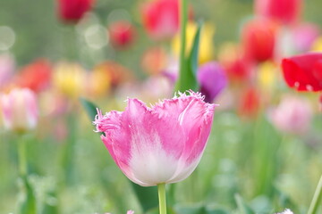 植物　花　夕方　花畑　風景