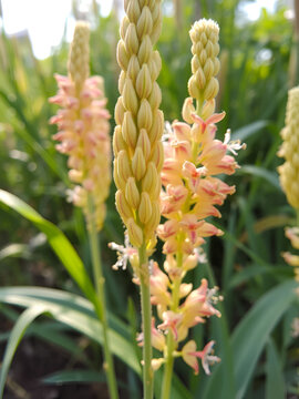 Summer blooming Acorus calamus flowers, close-up of nature, plants, and flowers
