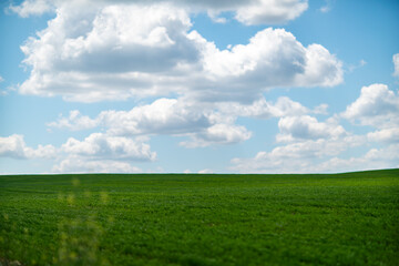 Fototapeta premium Field sky clouds vast green landscape under a sunny blue summer atmosphere.