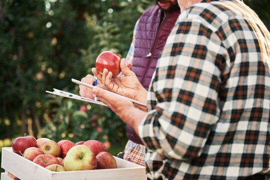 Fruit growers checking quality of harvested apples