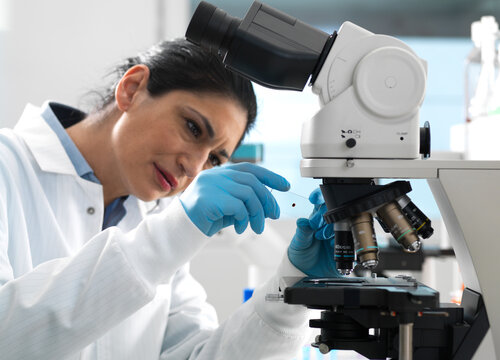 Lab technician examing a glass slide containing a blood sample ready to be magnified under the microscope in the laboratory