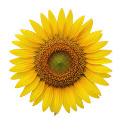 Fototapeta premium A vibrant sunflower with bright yellow petals and a dark center. isolated on transparent background