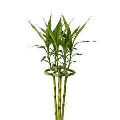 Obraz premium A close-up view of a single green plant with multiple stems and leaves. isolated on transparent background