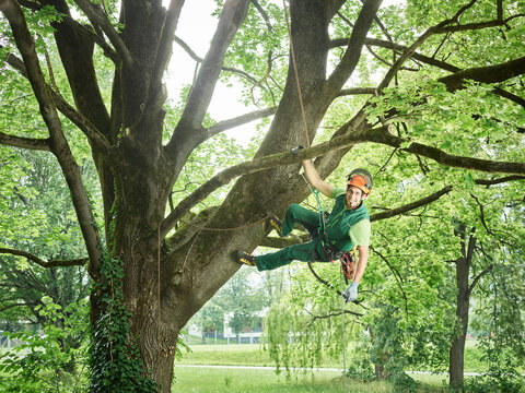 Tree cutter hanging on rope in tree