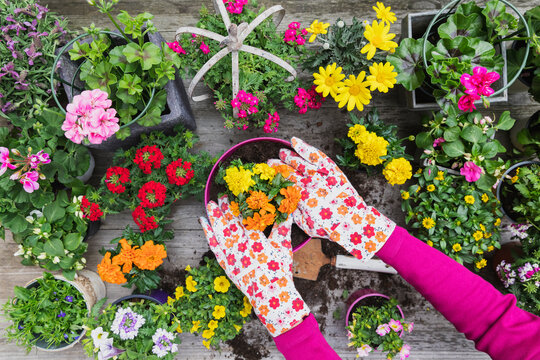 Hands of woman planting large variety of summer flowers