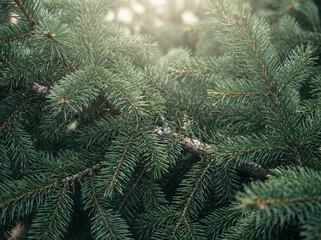 Christmas pine tree branches background close up of green fir needles texture with soft sunlight for holiday season