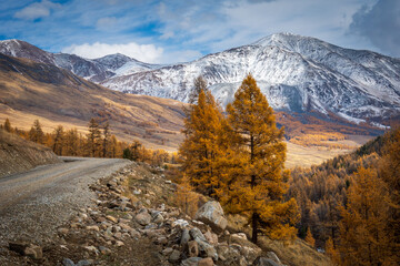 Gravel road winding through autumn larch forest, golden foliage against snow capped mountains, crisp sky and rugged rocks conveying solitude and wild landscape. © Anton Gvozdikov