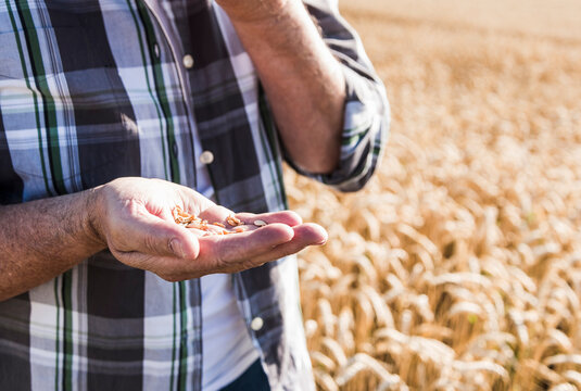 Senior farmer's hand holding wheat grains, close-up