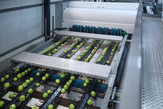 Green apples in factory being sorted