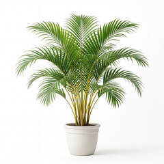 Obraz premium Exotic Palm in Elegant Pot: A lush, vibrant palm plant thrives in a stylish white pot, exuding tropical elegance and bringing a touch of nature indoors.