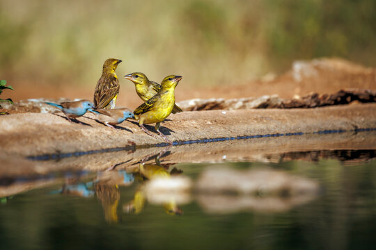 Three Village weaver along waterhole with reflection in Greater Kruger National park, South Africa ; Specie Ploceus cucullatus family of Ploceidae