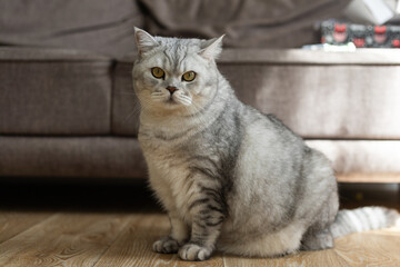 Obraz premium Chubby British Shorthair cat with striking yellow eyes sitting on a wooden floor indoors