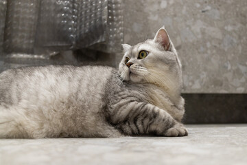 Fototapeta premium Silver tabby cat with striking green eyes resting on a textured floor indoors