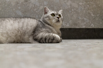 Obraz premium A fluffy British Shorthair cat with striking green eyes lies on a cool stone floor