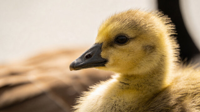 Close-up view of a young gosling in a farming setting near its parents