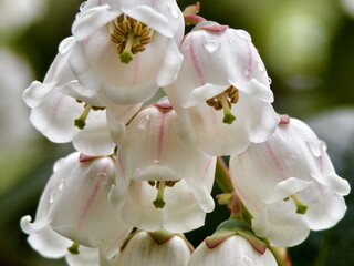 Obraz premium Closeup of white daisy flower with yellow center and petals 